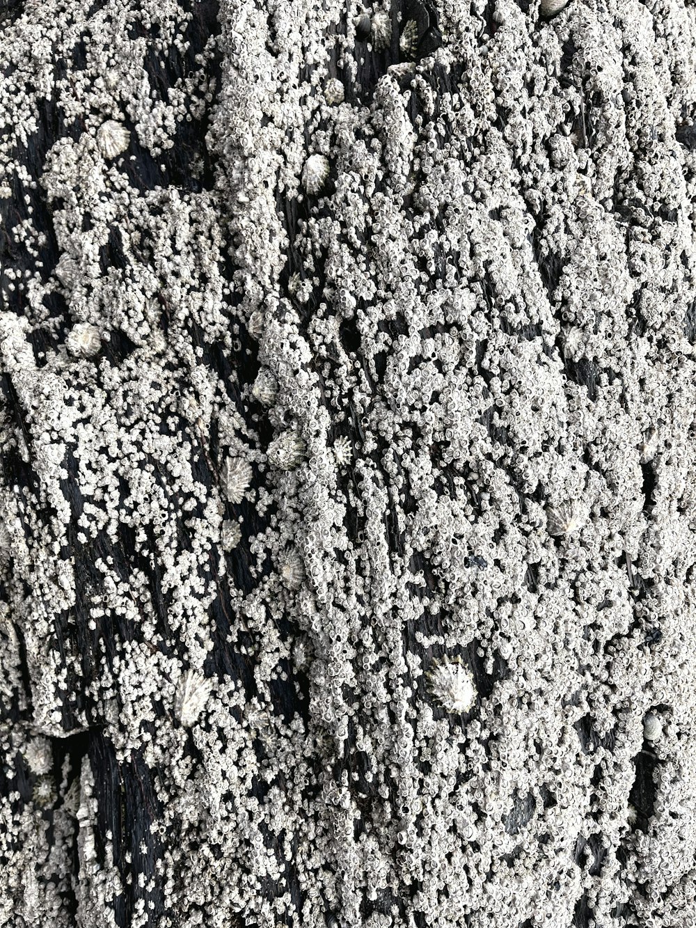 a black and white photo of dirt and rocks