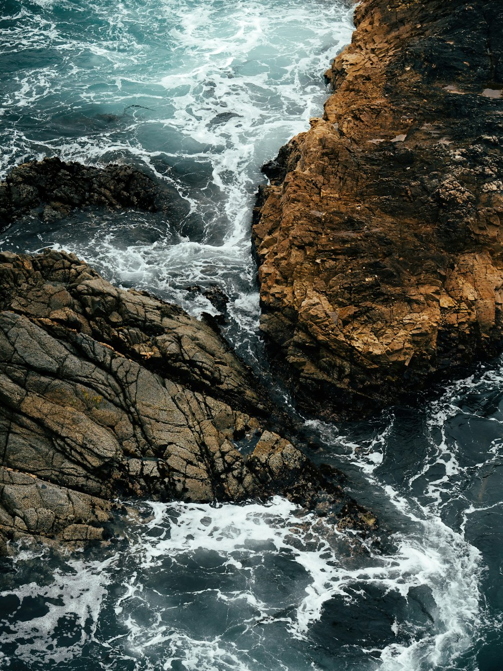 a bird is sitting on a rock near the ocean