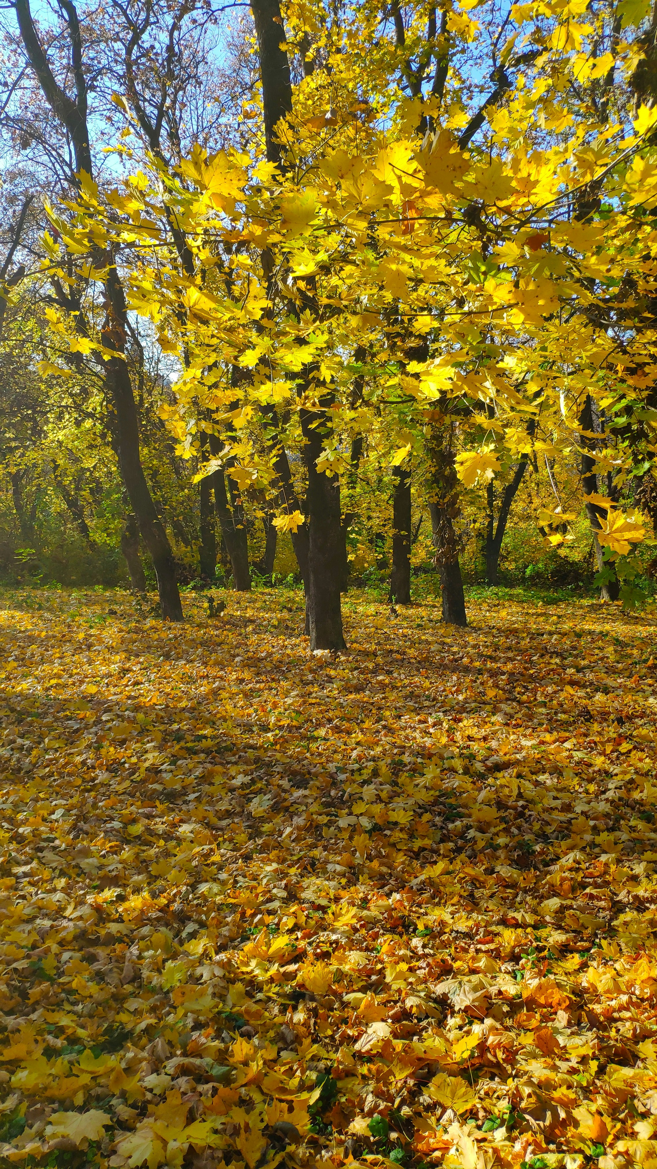 Photo by olesia_libra