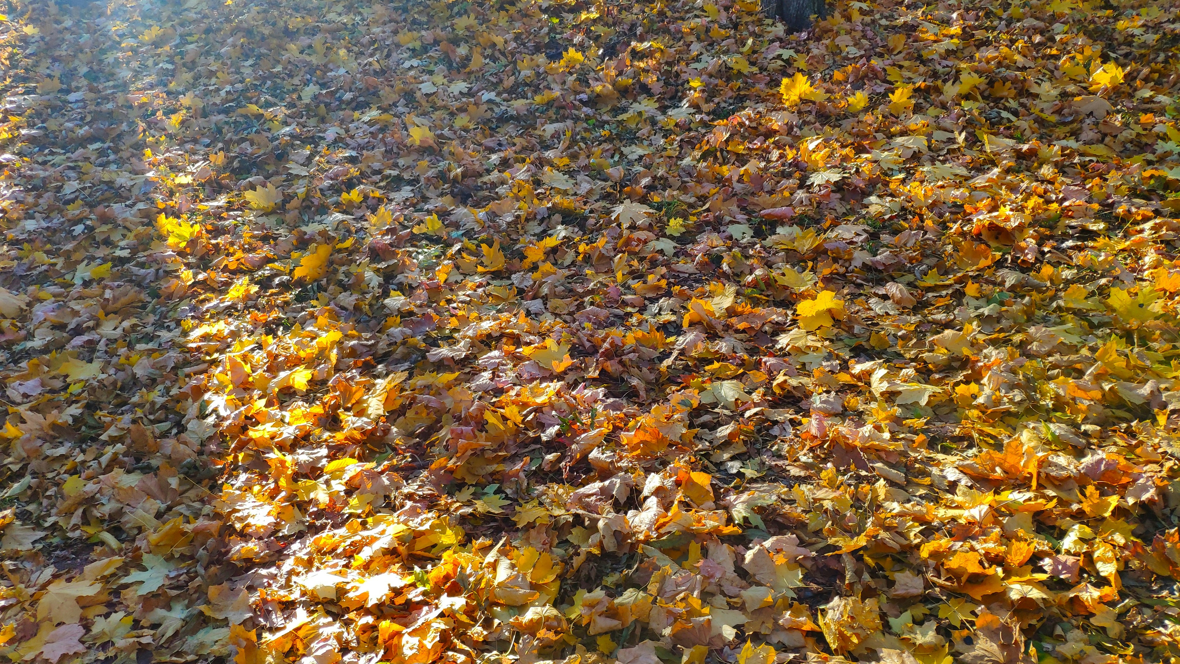 Photo by olesia_libra