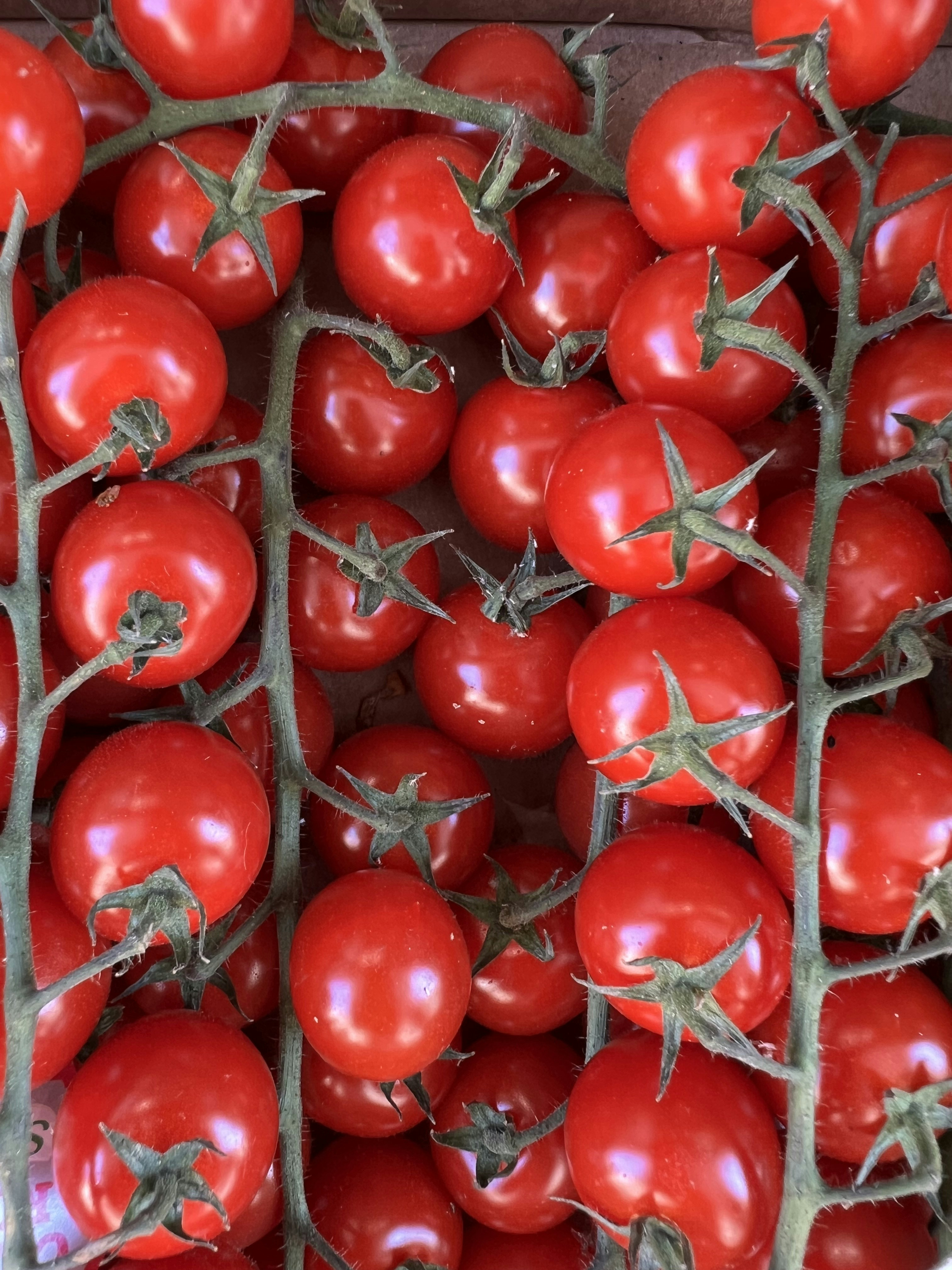 Fresh red tomatoes cluster on vine, bright red, market fresh