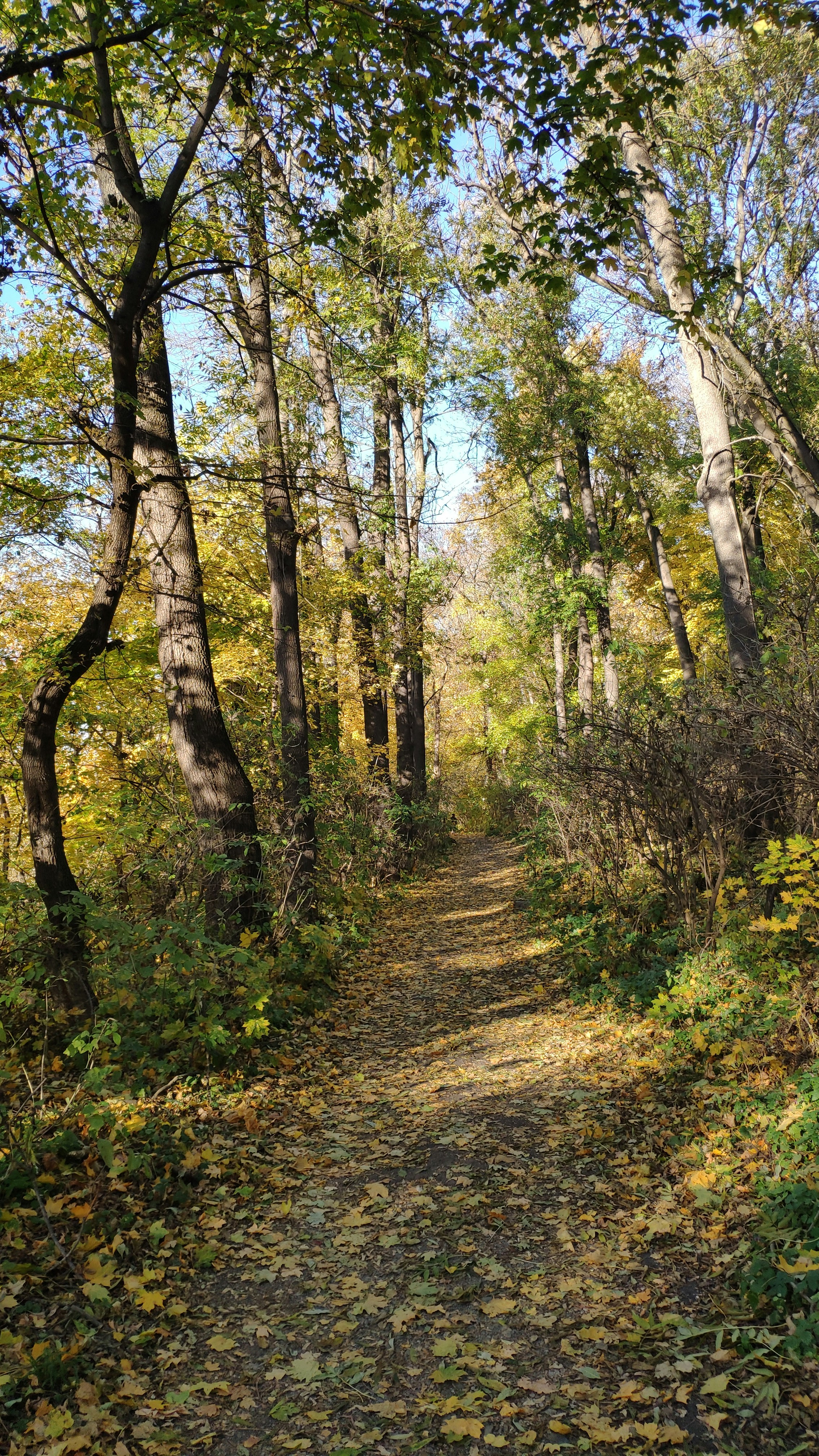 Photo by olesia_libra