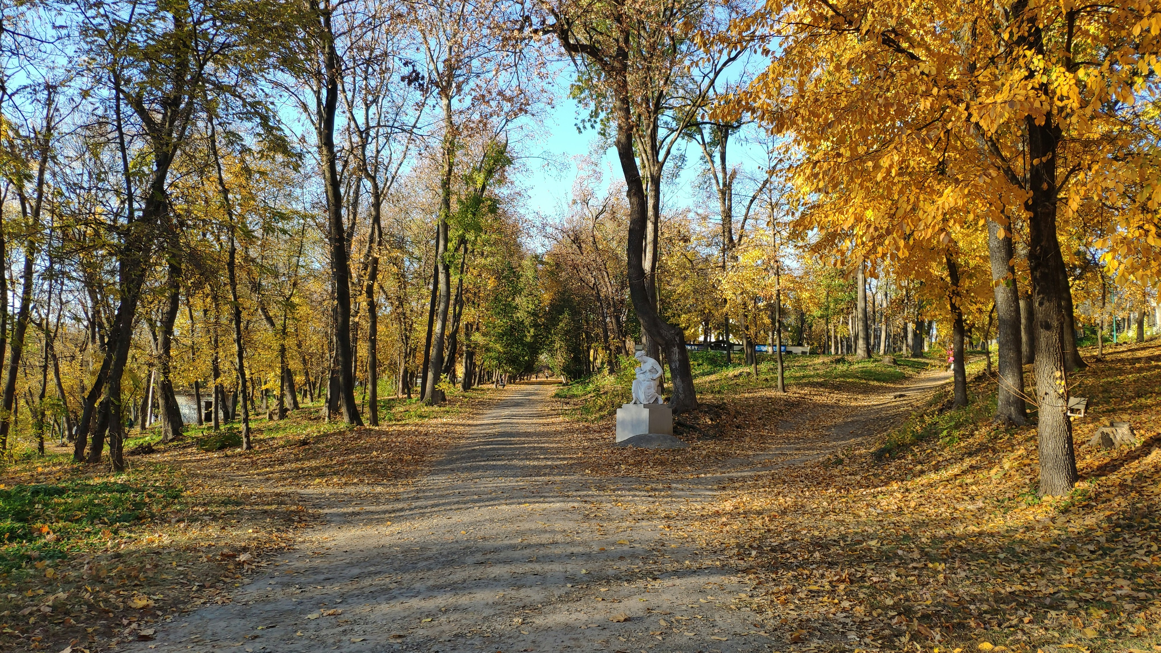 a dirt road surrounded by trees and leaves