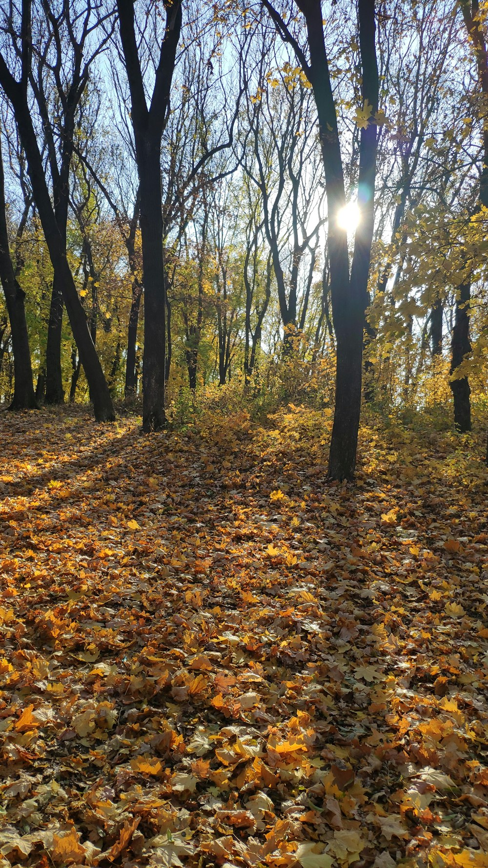 the sun shines through the trees and leaves on the ground