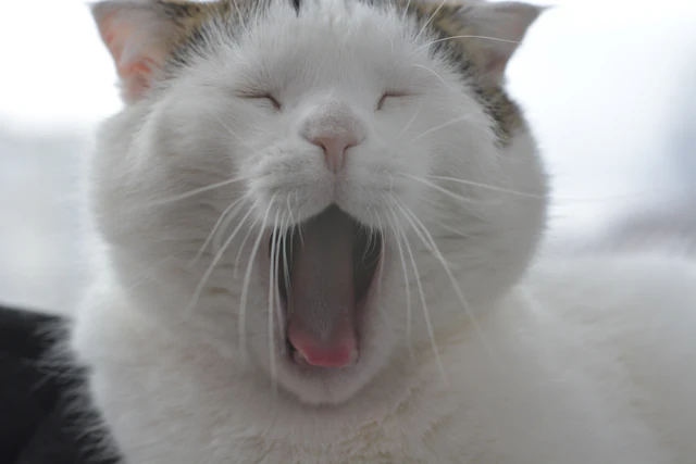 Reabsorción dental felina