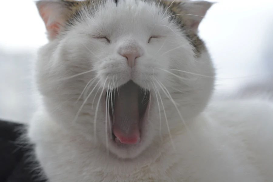 Reabsorción dental felina en mascotas: imagen ilustrativa