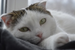 A close-up of a special needs cat with gentle eyes resting on a soft blanket in a cozy foster home