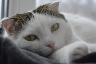 A close-up of a special needs cat with gentle eyes resting on a soft blanket in a cozy foster home