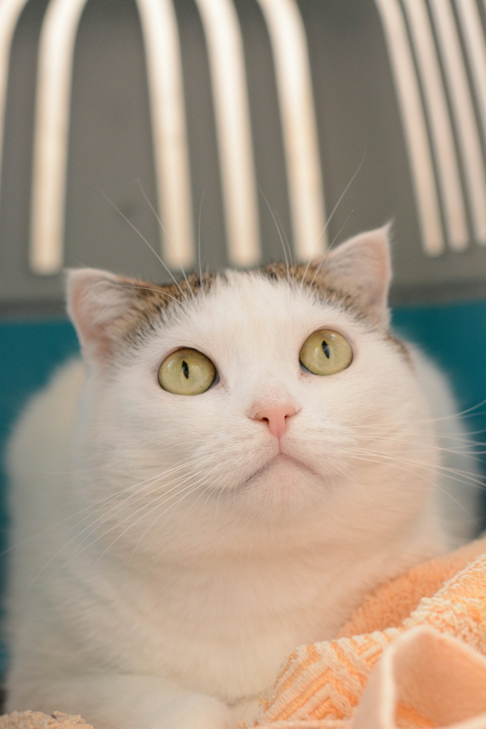 a white cat laying on top of a blanket