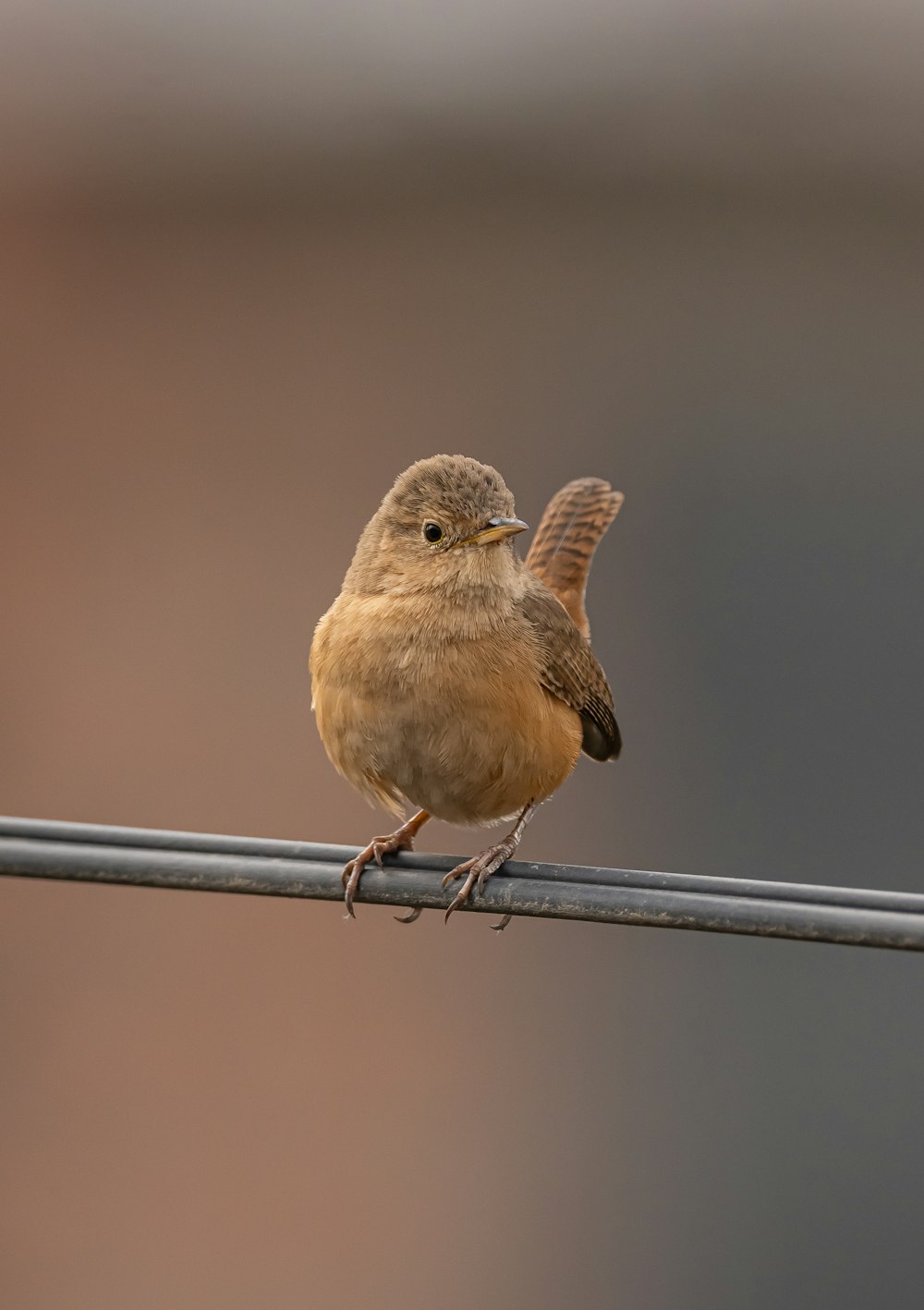 a small brown bird sitting on a wire