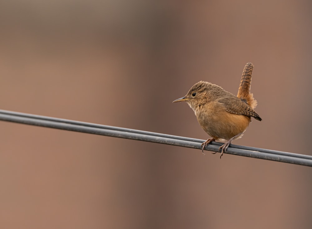 a small brown bird sitting on a wire