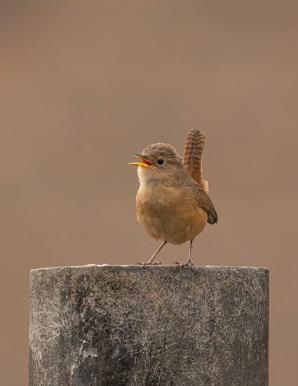 A small bird with brownish feathers is perched on top of a rough-textured cylindrical post, with its beak open, possibly singing. The background is soft and blurred in a neutral tone, highlighting the bird as the focal point.