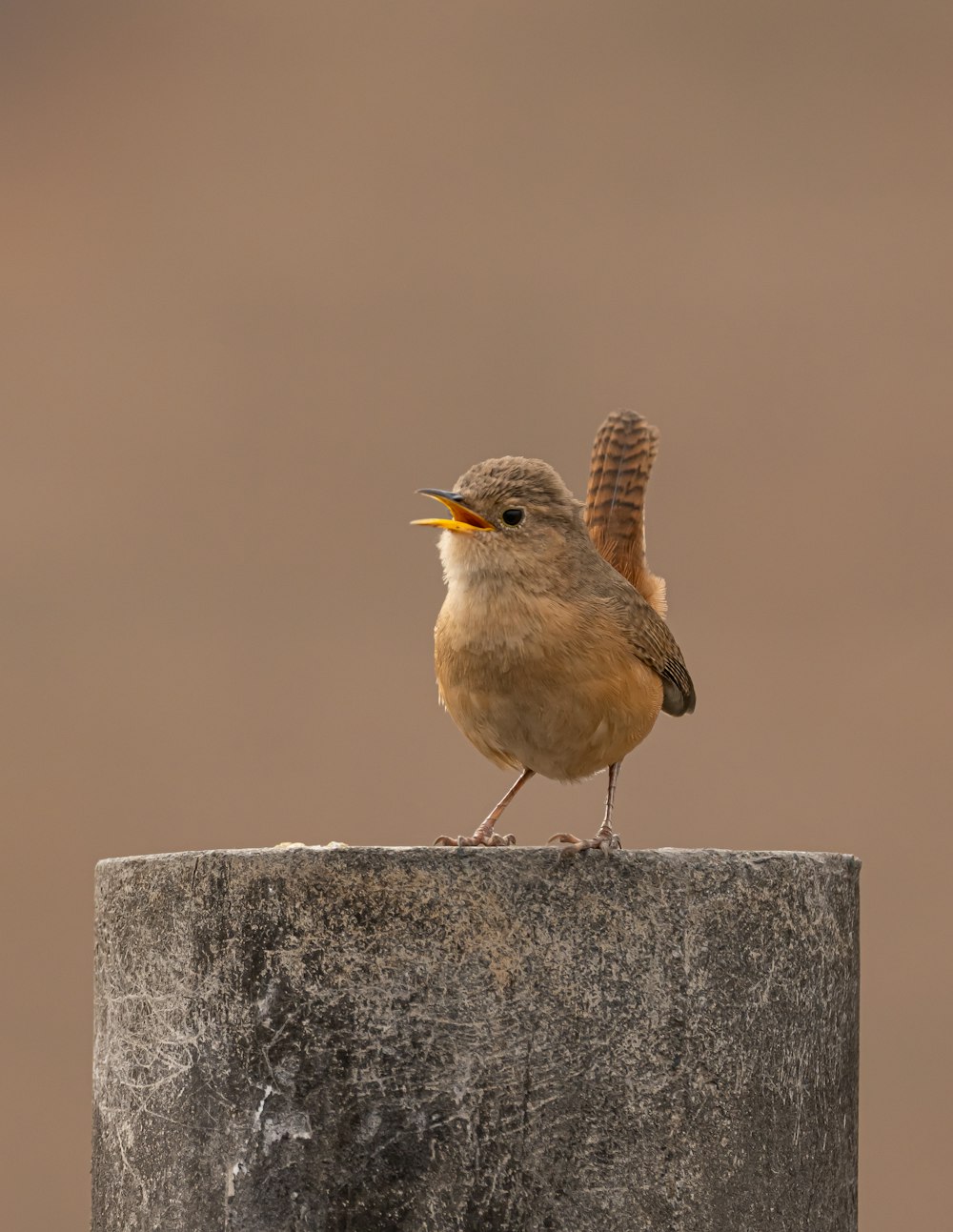a small brown bird standing on top of a cement pillar