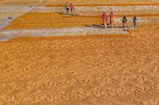 Several people are working together to spread out or dry grains over a large surface. The ground is covered with golden-brown grains, arranged in orderly patterns, while the workers use tools to maintain uniform distribution. Their attire consists of colorful traditional garments, and they appear focused on their task under a bright sunny day.
