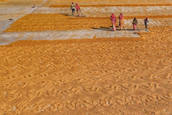 Several people are working together to spread out or dry grains over a large surface. The ground is covered with golden-brown grains, arranged in orderly patterns, while the workers use tools to maintain uniform distribution. Their attire consists of colorful traditional garments, and they appear focused on their task under a bright sunny day.
