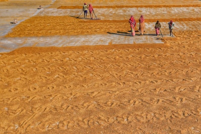Several people are working together to spread out or dry grains over a large surface. The ground is covered with golden-brown grains, arranged in orderly patterns, while the workers use tools to maintain uniform distribution. Their attire consists of colorful traditional garments, and they appear focused on their task under a bright sunny day.