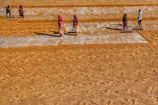 Several people are spreading grains in neat, parallel rows on a large outdoor surface, likely for drying. They are wearing colorful traditional attire, and each is holding a tool to assist in the process. The ground is predominantly covered with a rich, warm brown color from the grains.