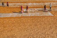 Farmers in Hyderabad spreading biochar across their fields under a bright sky.