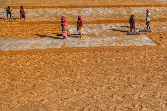 Several people are spreading grains in neat, parallel rows on a large outdoor surface, likely for drying. They are wearing colorful traditional attire, and each is holding a tool to assist in the process. The ground is predominantly covered with a rich, warm brown color from the grains.