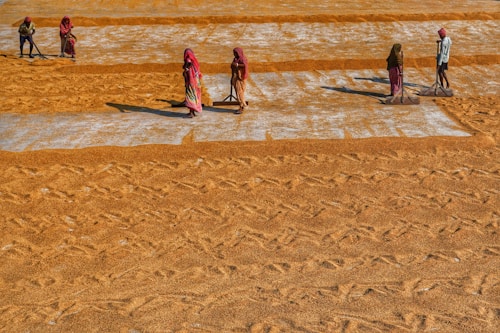 Several people are spreading grains in neat, parallel rows on a large outdoor surface, likely for drying. They are wearing colorful traditional attire, and each is holding a tool to assist in the process. The ground is predominantly covered with a rich, warm brown color from the grains.