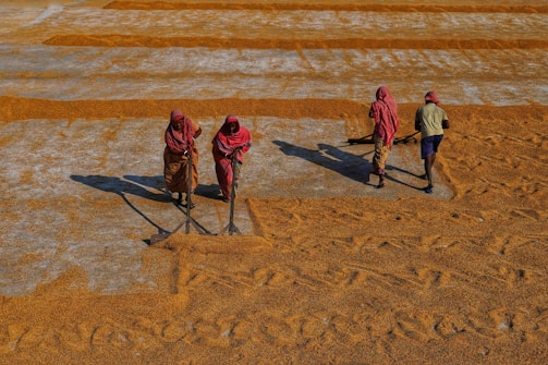 Farmers working together in a sunlit Mauritanian field.