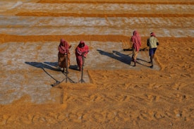 Four individuals are working in a field, spreading and drying grains on the ground. The people are dressed in colorful clothing, and the land is organized into neat rows of grains that are golden brown. The scene takes place under bright sunlight, casting distinct shadows.