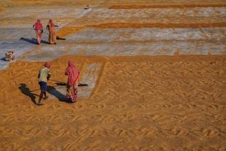 A group of people in traditional clothing stand on a large outdoor surface covered with grains. They appear to be engaged in an activity related to the grains, possibly drying or spreading them across the ground. The surface is segmented into rectangular sections, and small stacks of bricks are visible in the background.