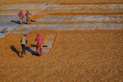 A group of people in traditional clothing stand on a large outdoor surface covered with grains. They appear to be engaged in an activity related to the grains, possibly drying or spreading them across the ground. The surface is segmented into rectangular sections, and small stacks of bricks are visible in the background.