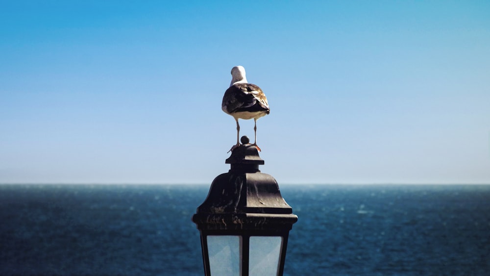 a seagull sitting on top of a lamp post