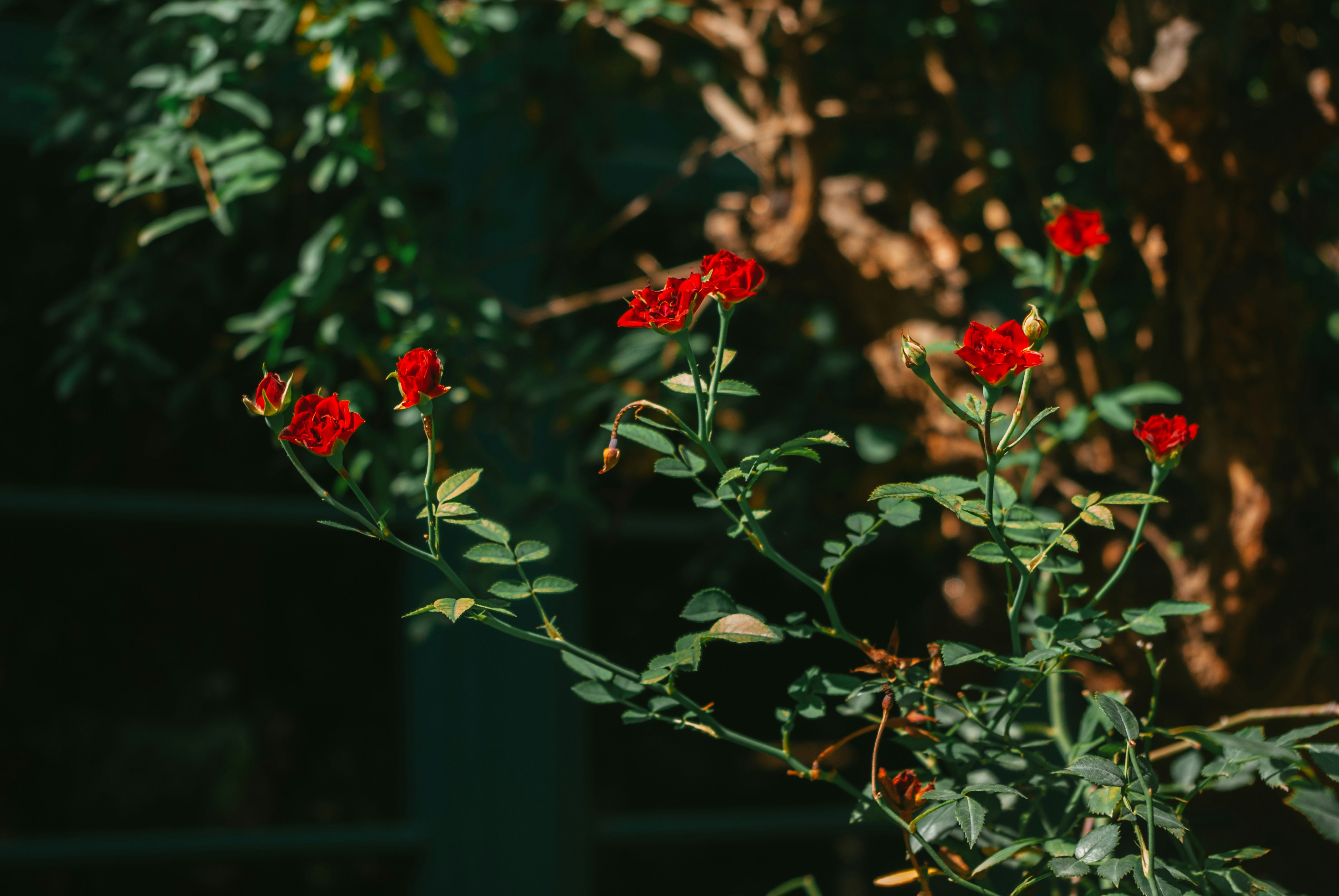 Photo by moonmoons_days