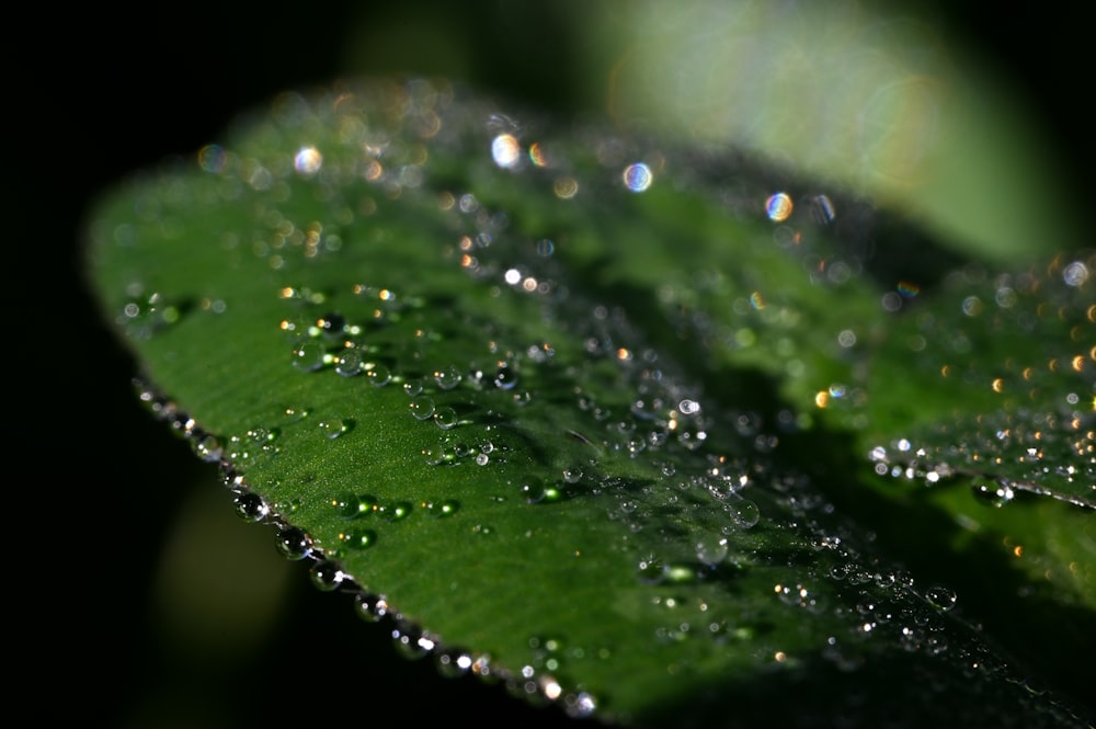 a green leaf with water drops on it