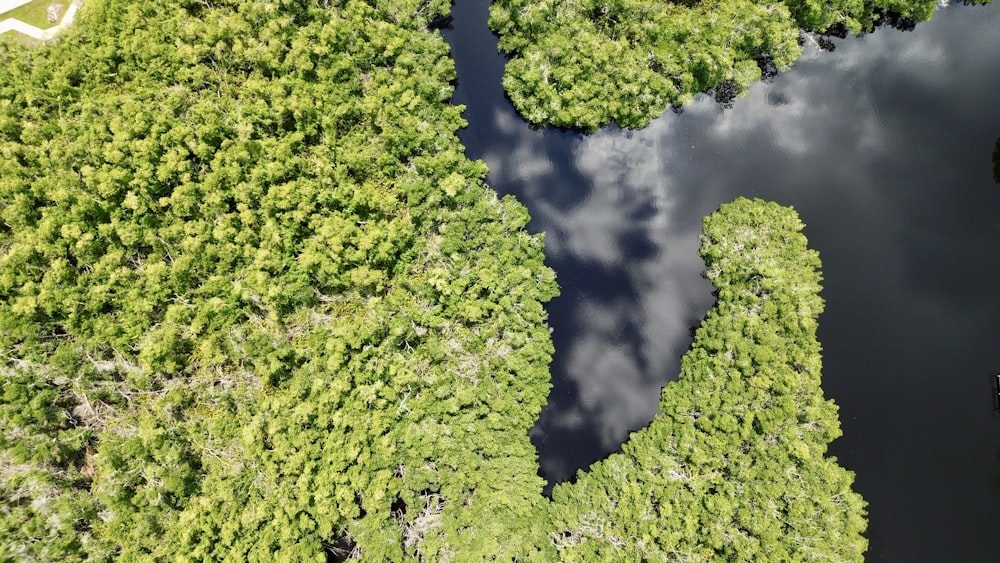 Un río que atraviesa un frondoso bosque verde