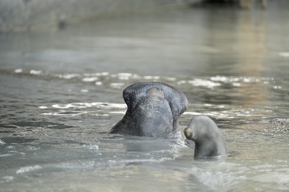 Un elefante en un cuerpo de agua con su trompa en el agua