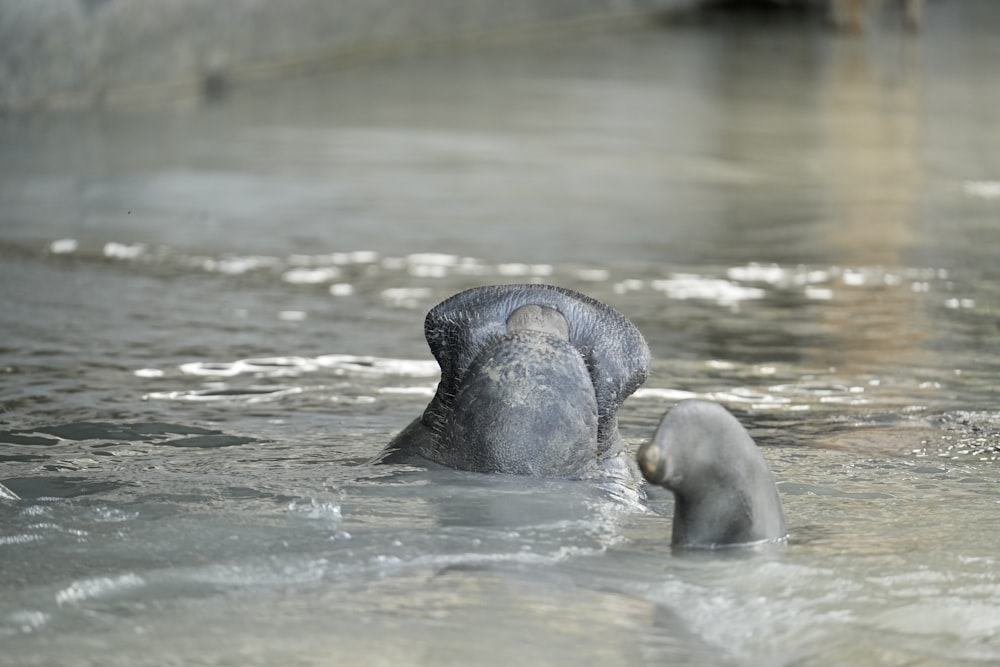 an elephant in a body of water with it's trunk in the water