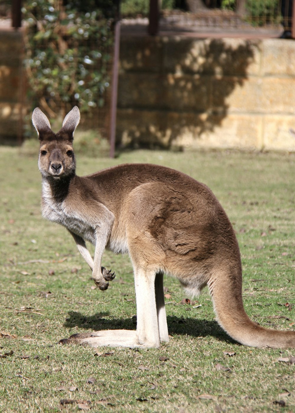 a kangaroo standing on top of a lush green field