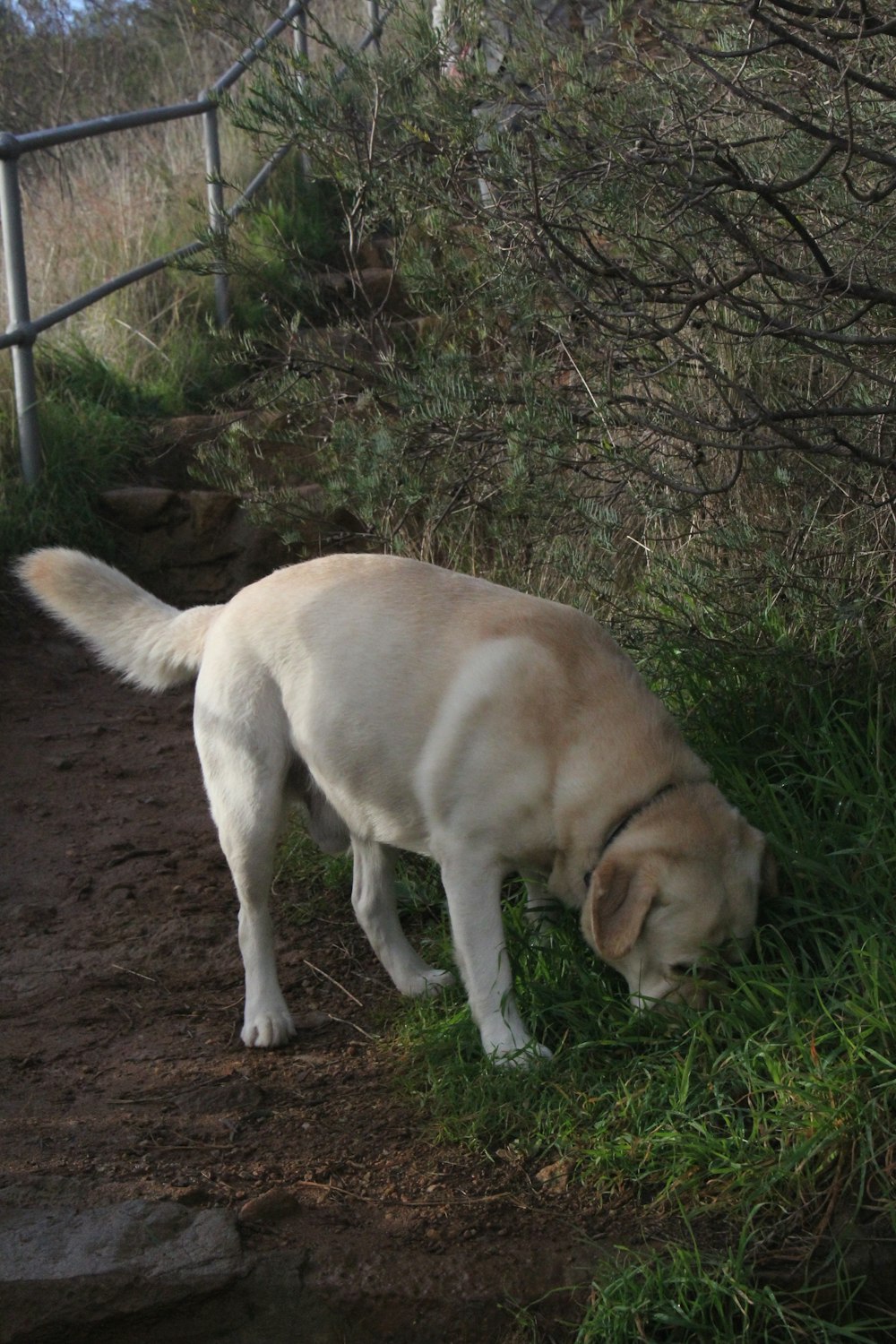a large white dog standing on top of a dirt road