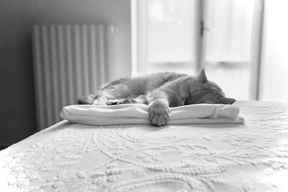 a cat laying on top of a bed covered in a blanket