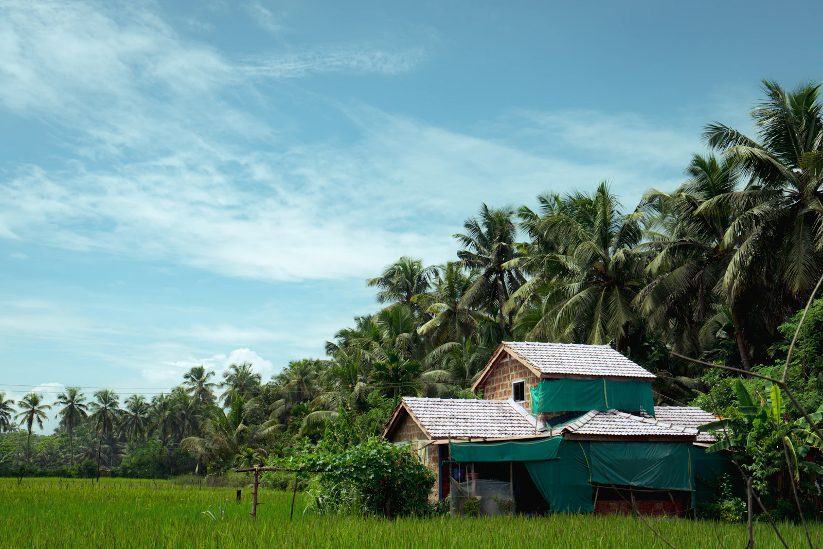 A house in the middle of a lush green field
