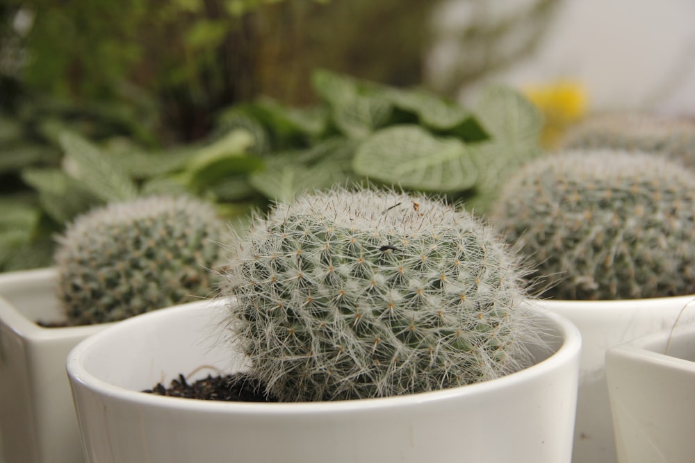 a group of small cactus plants in white pots