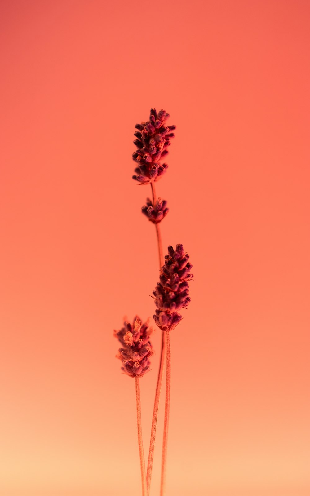 um par de flores roxas sentado em cima de uma mesa