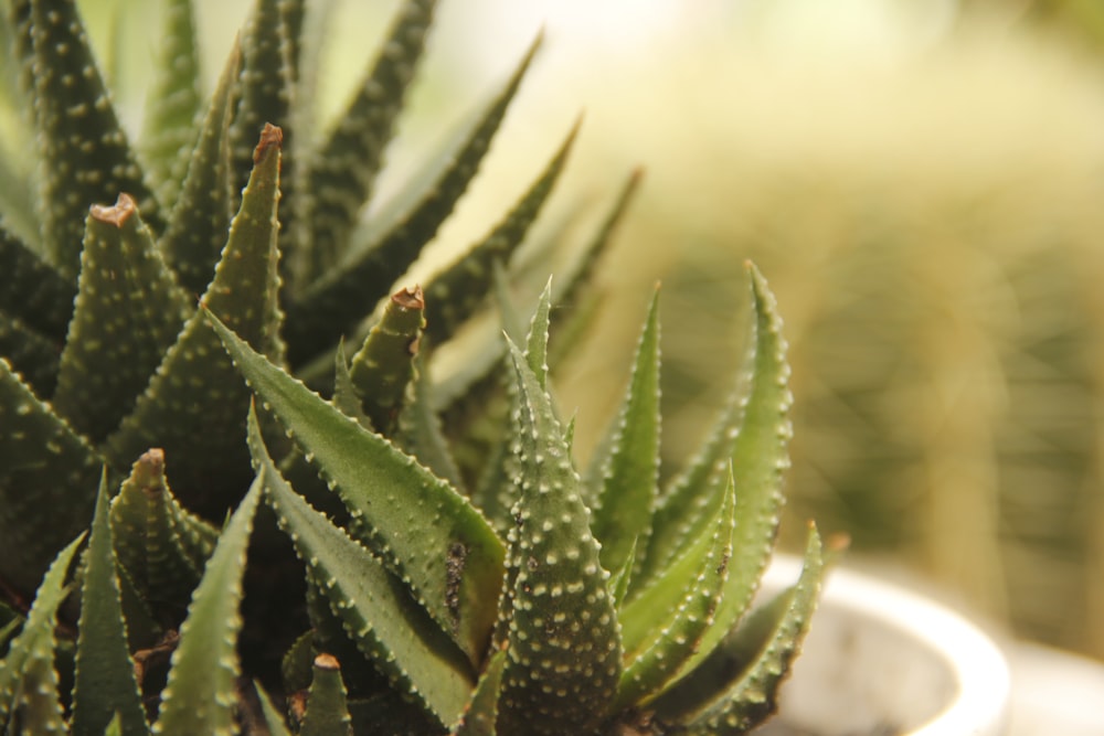 a close up of a green plant in a pot