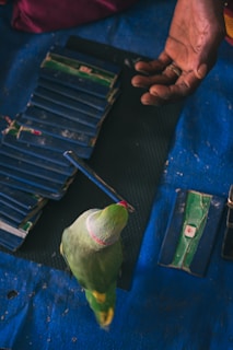 A green parrot with a red beak stands on a blue surface next to a hand. The scene includes a stack of rectangular cards or boxes with a worn-out appearance, suggesting they might be tarot or playing cards. The person's hand is positioned as if offering something to the parrot or engaging in a gesture.