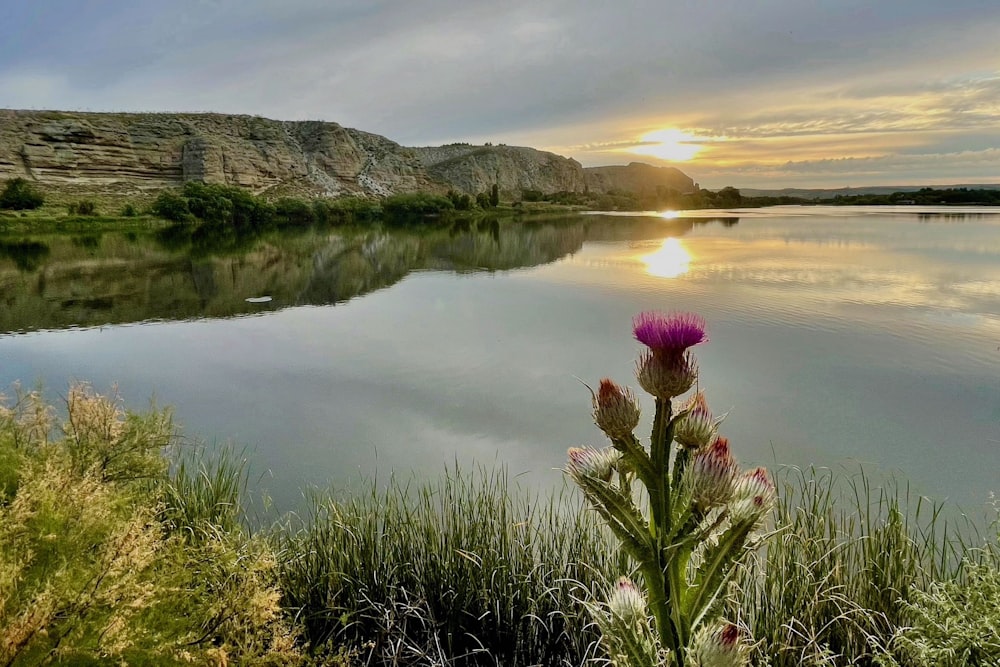 the sun is setting over a lake with a flower in the foreground