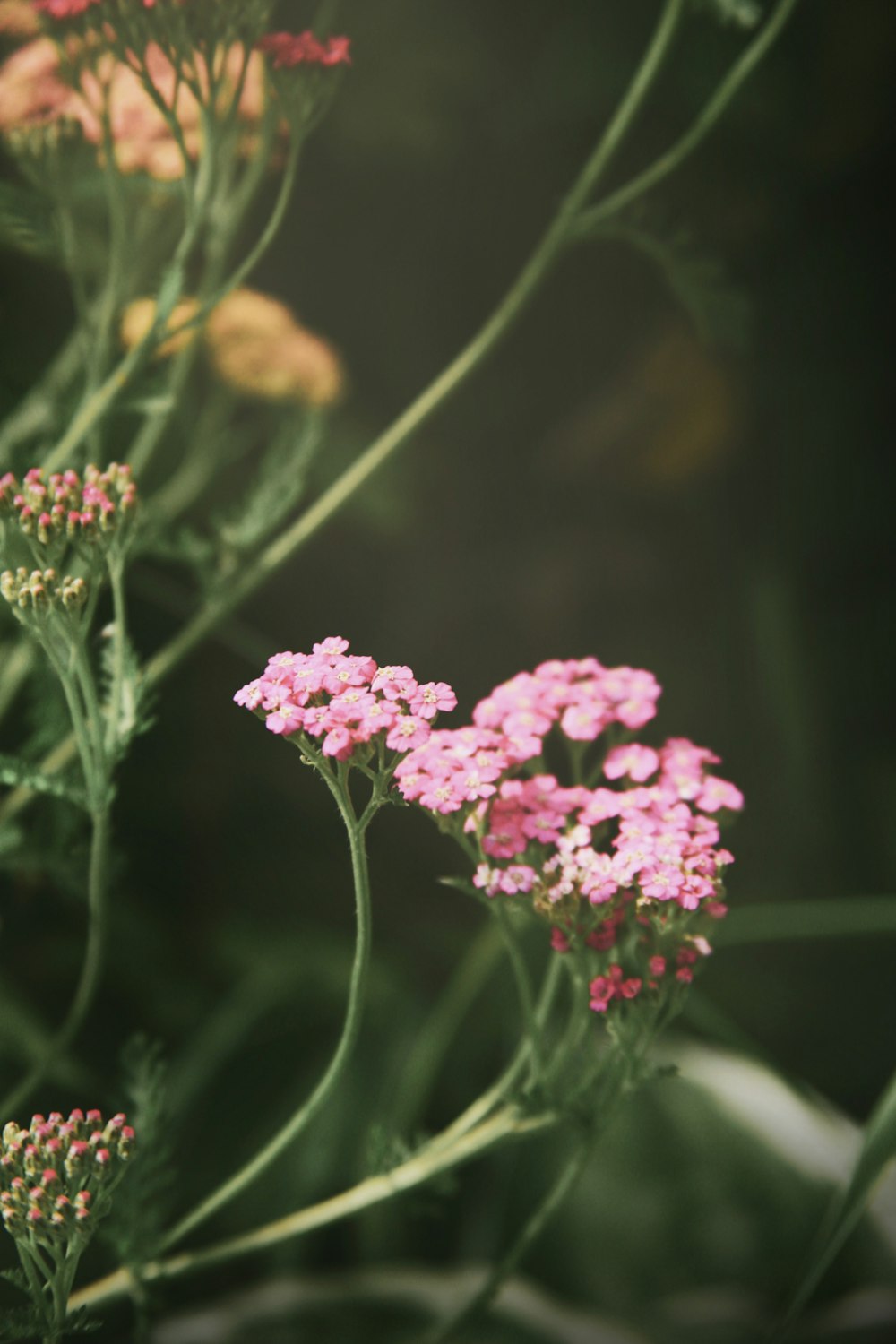 a close up of a bunch of pink flowers