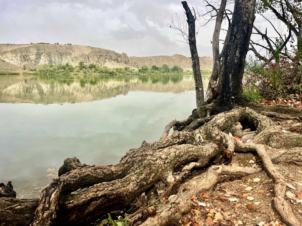 a tree that has fallen over by a body of water