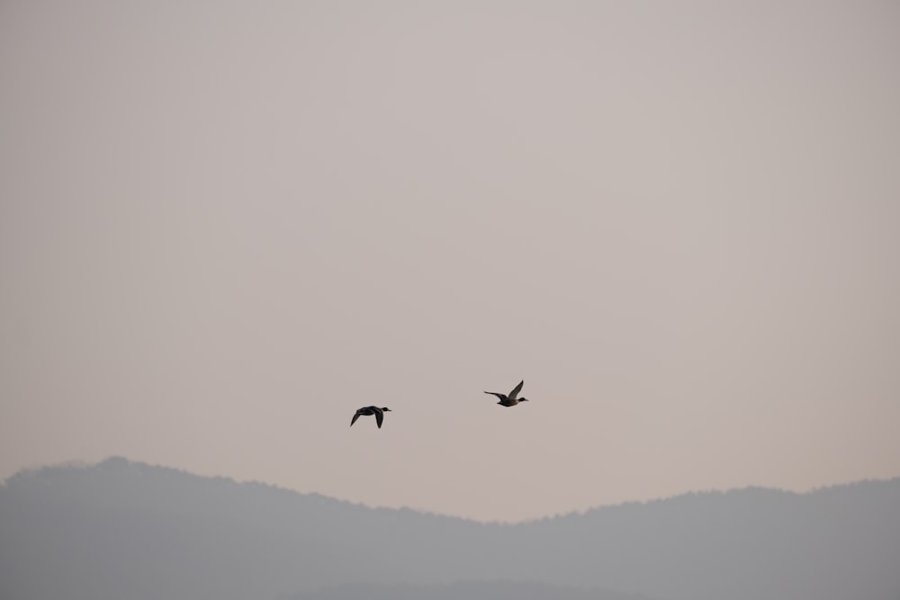 a couple of birds flying through a foggy sky