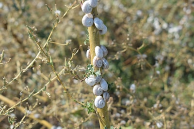 A vibrant cluster of mystery snails resting on aquatic plants in a Melbourne studio tank.