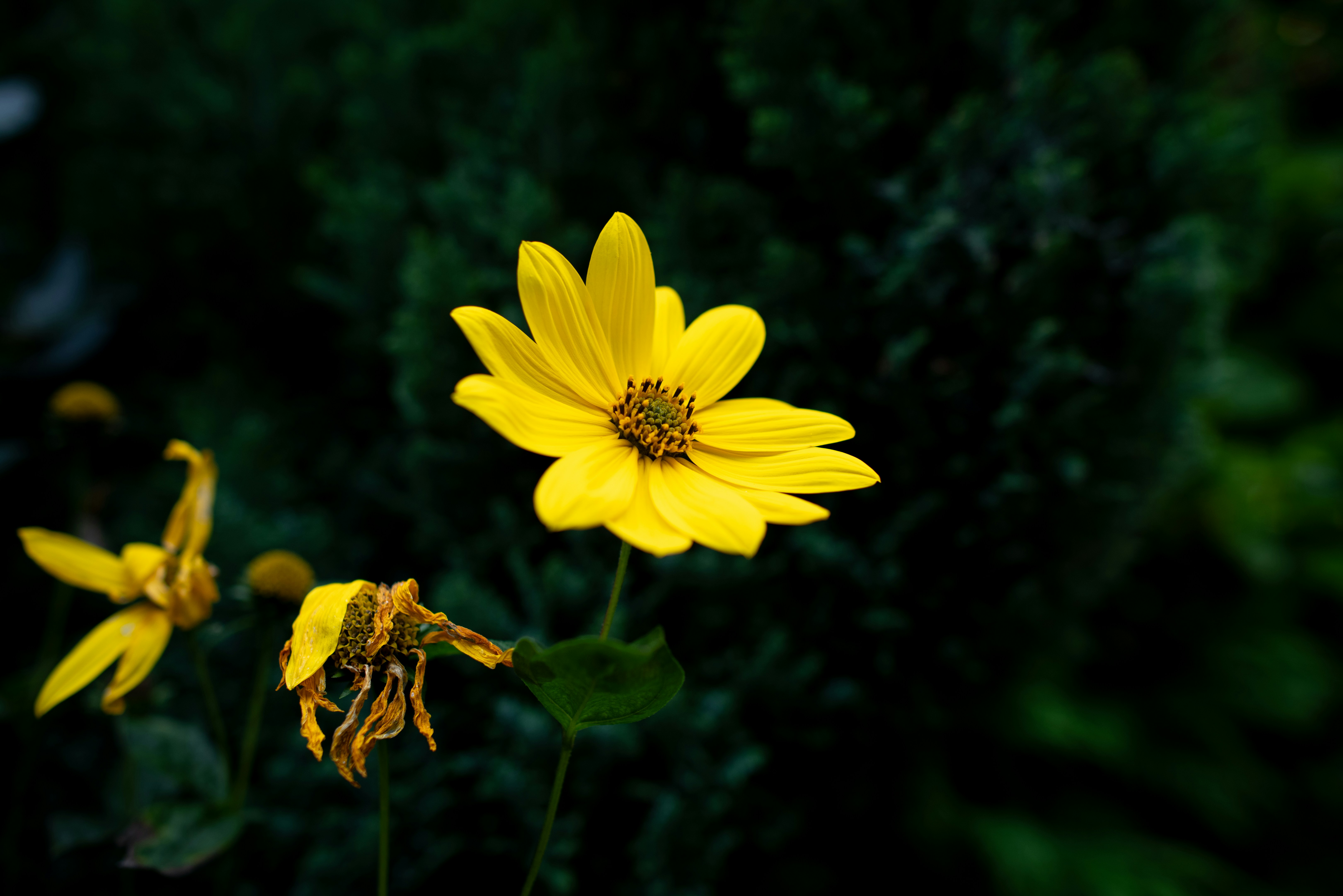 Photo by coombez