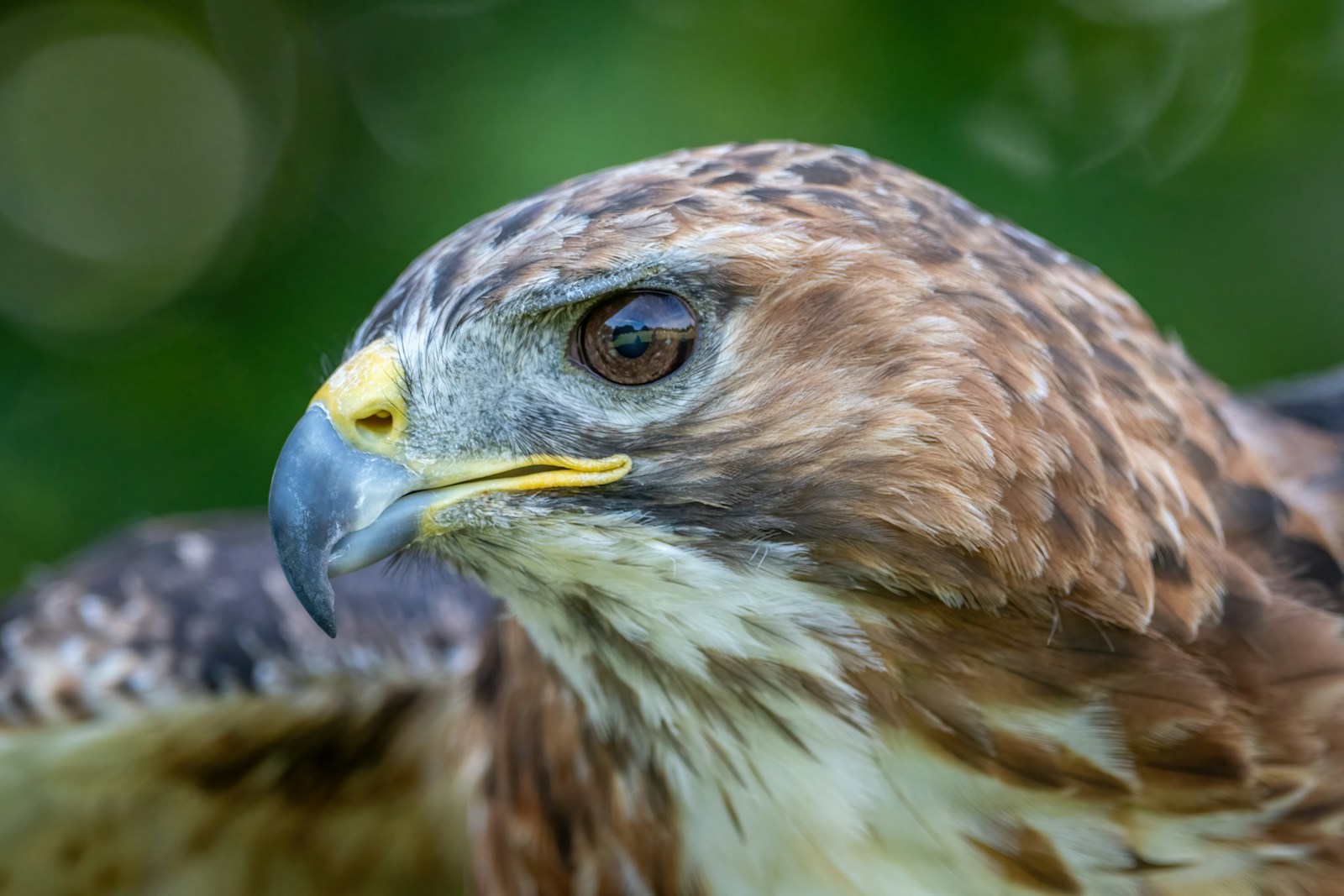 Wildlife Wednesday: Soaring with the Red-Tailed Hawk in Alberta's Foothills