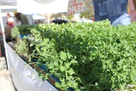 A collection of lush green plants is displayed in a market setting. The plants are vibrant and densely packed, likely being sold for culinary or decorative use. The background shows people and market stalls, suggesting an outdoor market or fair. A bright, sunny day illuminates the scene.